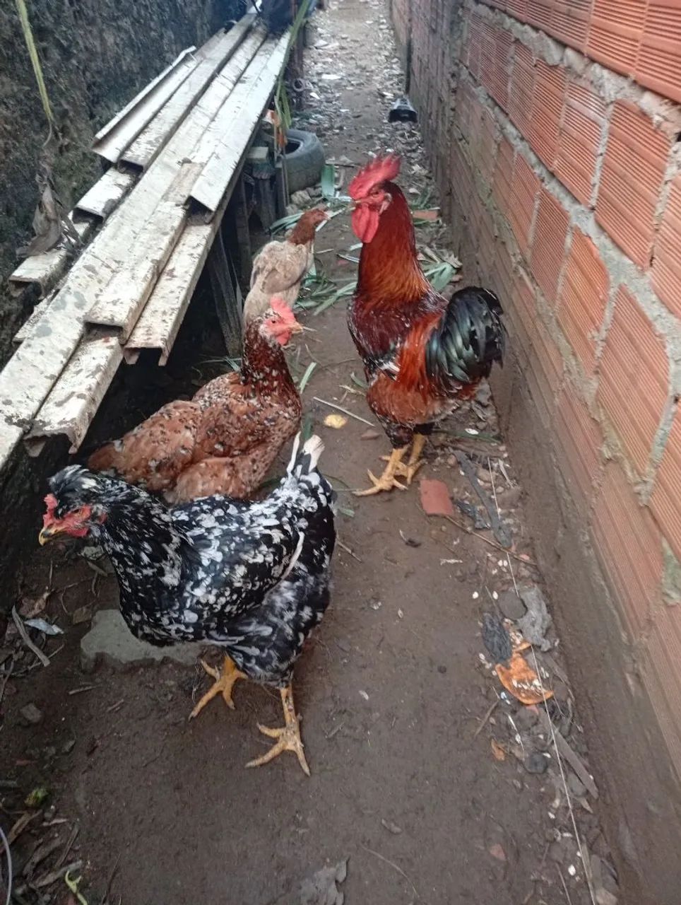 Galinhas e Galo 