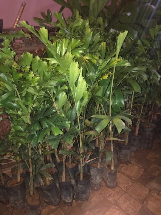 Lindas mudas de palmeiras Carpentárias e rabo de raposa