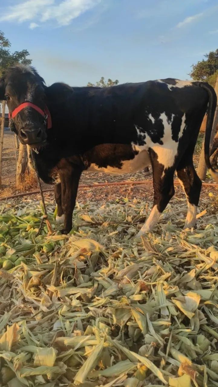 Vaca holandesa - Foto 2