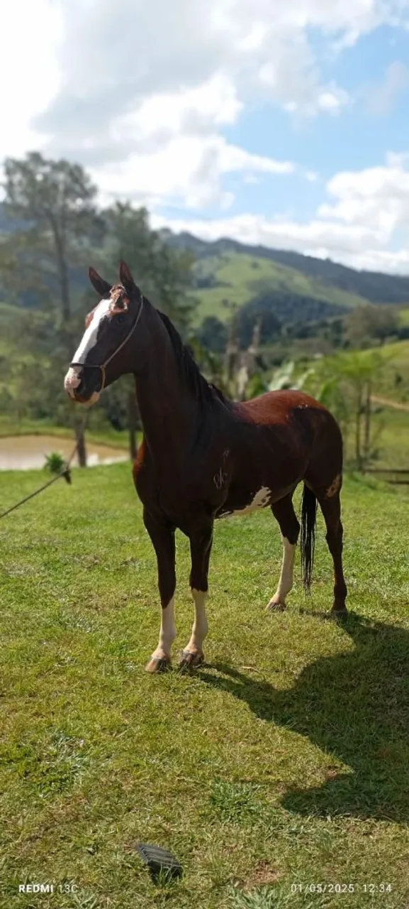 Cavalo Mangalarga Paulista