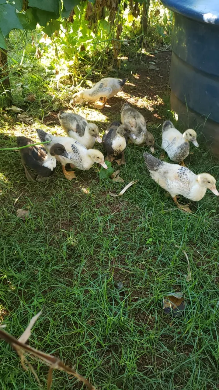 patinhos