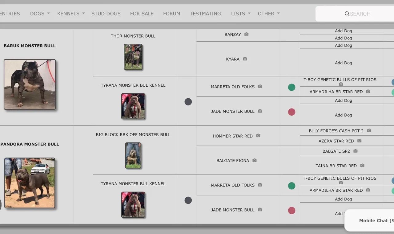 Fêmea Pit Monster com pedigree - Foto 2