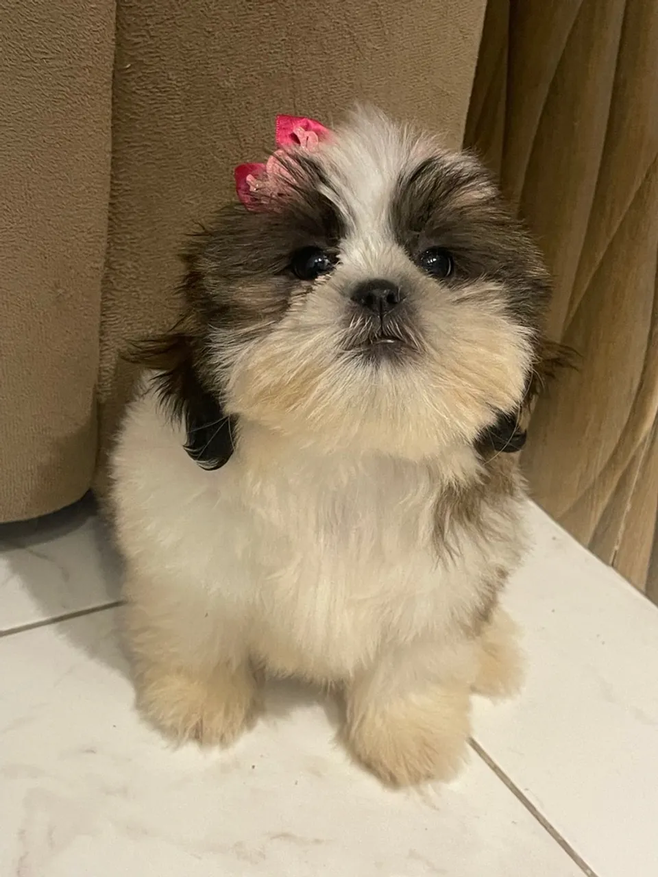Filhote Shih Tzu Fêmea - Linda e Charmosa!