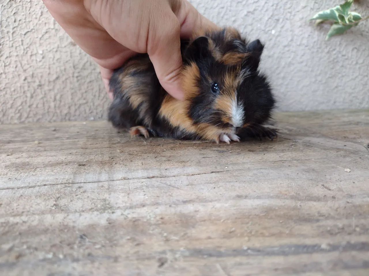 Porquinhos da índia  - Foto 4