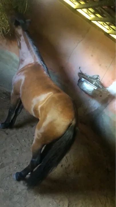 Vendo ponei femia bonita i nova i mansa pra qualquer pessoa  - Foto 4