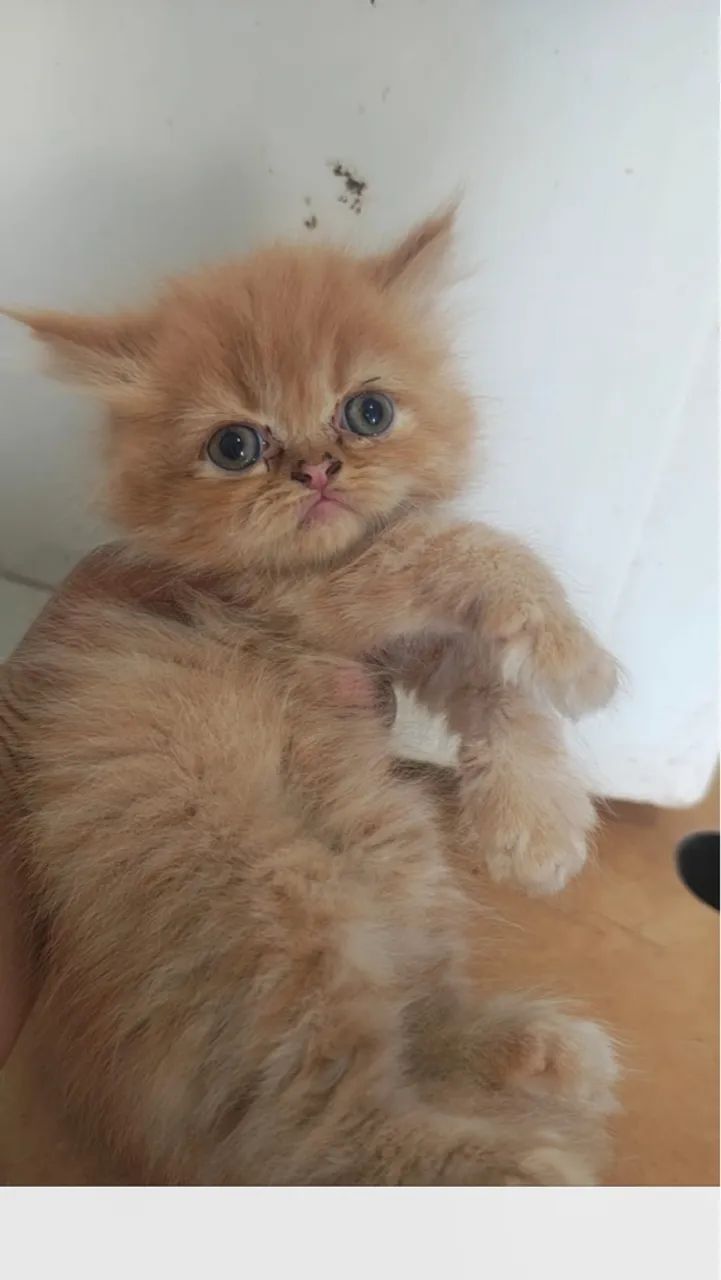 Filhotes Persas - Foto 2