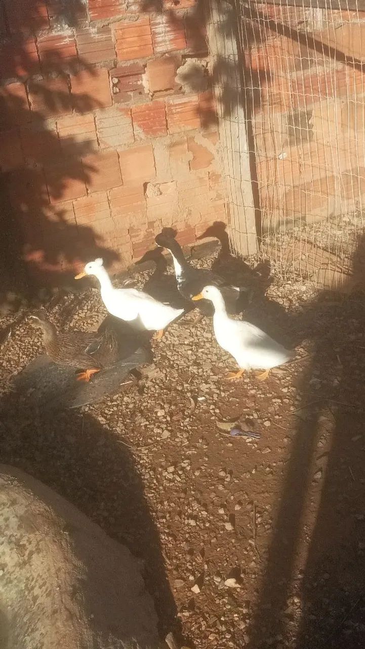 Tenho 4 marrecos para vender rápido 