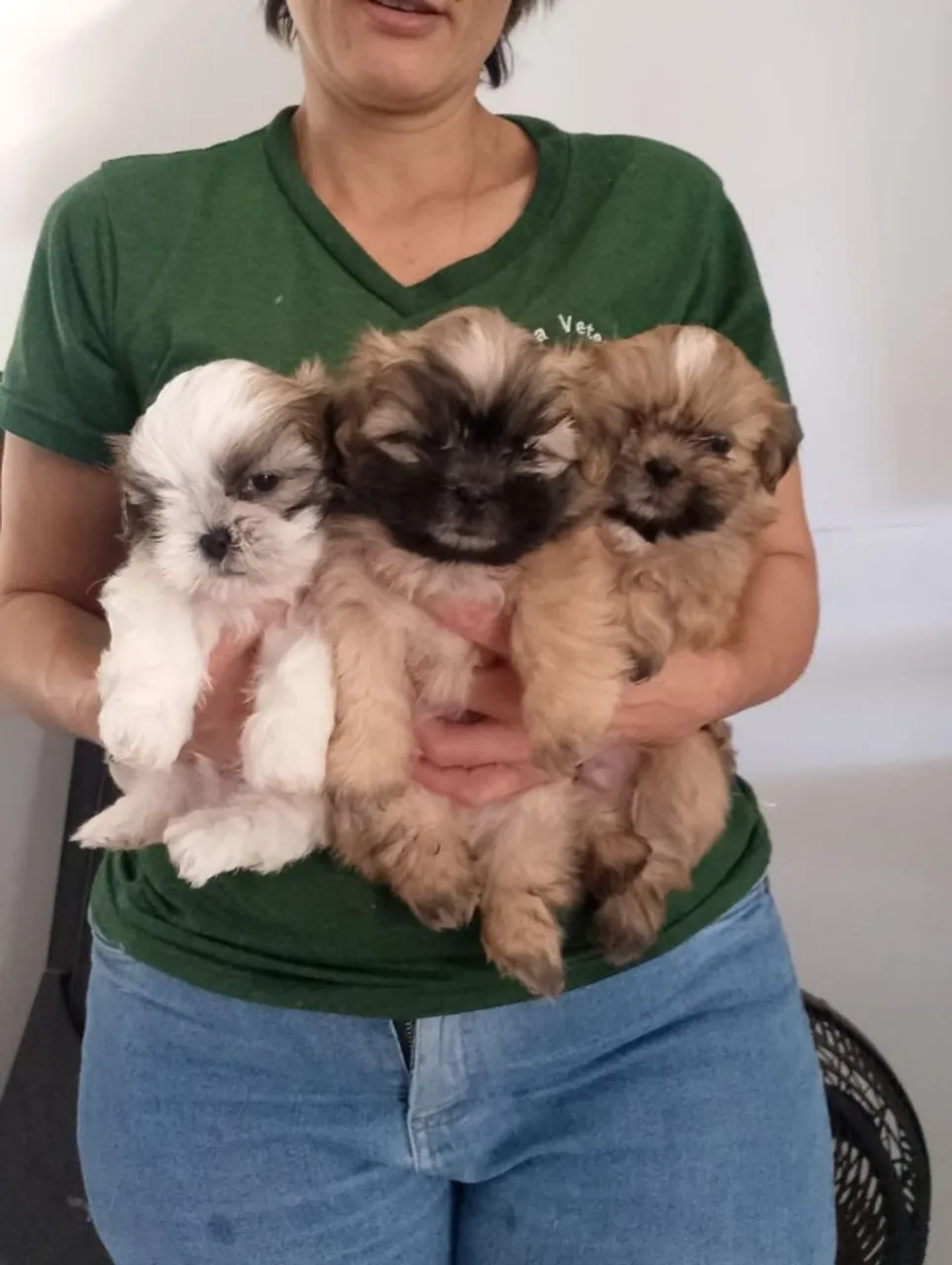 Filhotes de Shih Tzu para venda