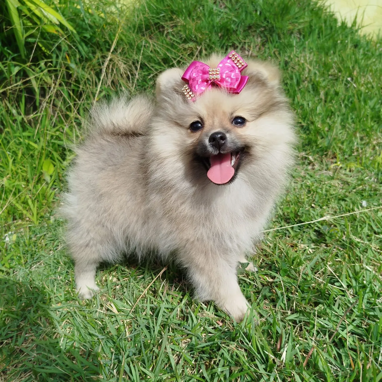 Filhote de Spitz Alemão fêmea laranja - Uma fofura!