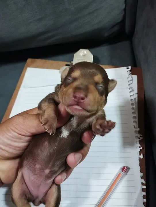 Pinscher chocolate fêmea  - Foto 3