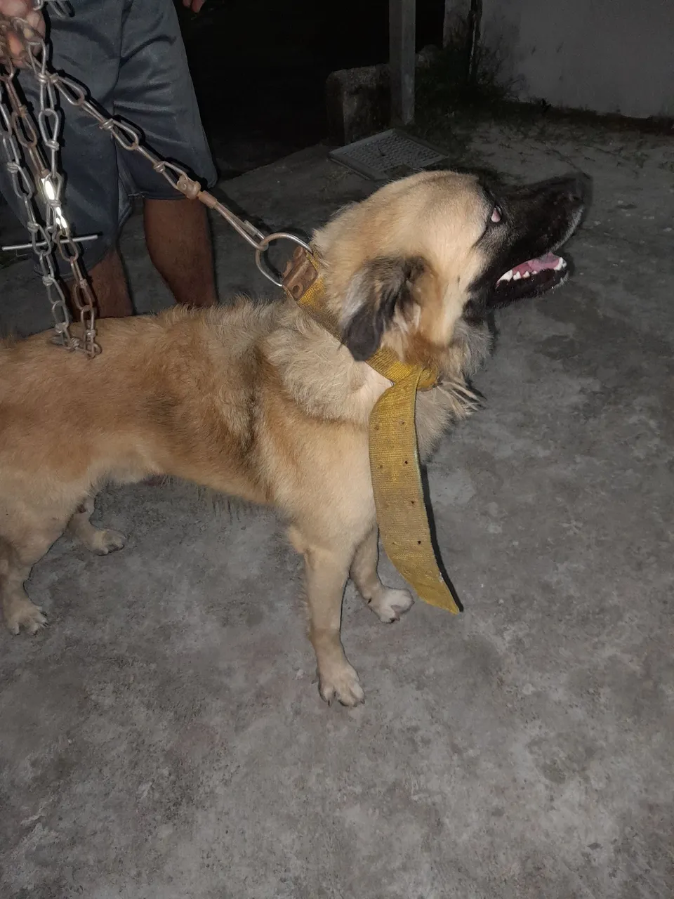 Cão de grande a procura do dono.