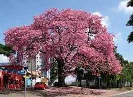 Paineira-rosa - Ceiba speciosa (Vendo mudas)