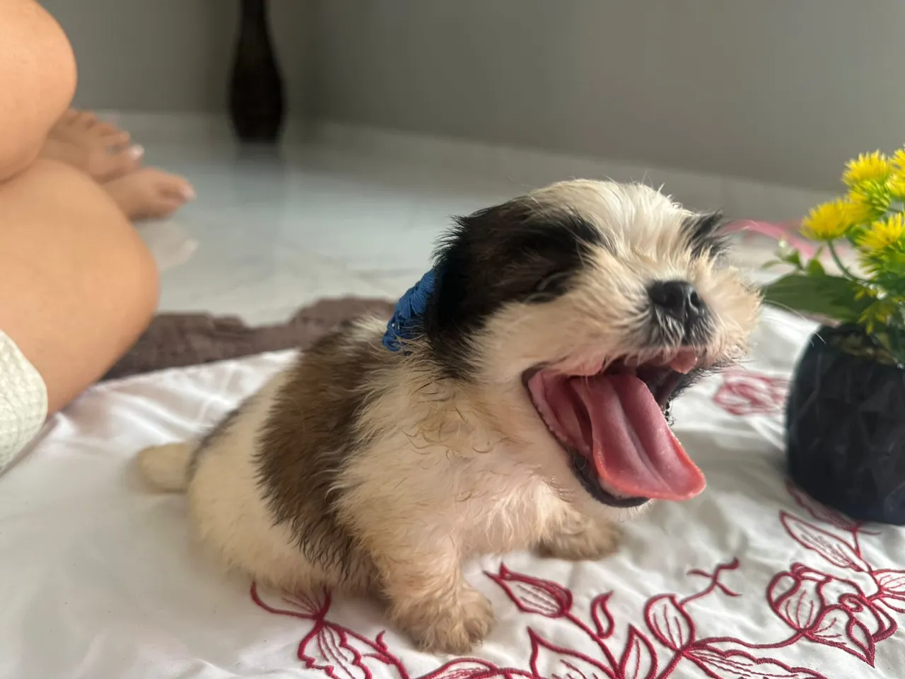 Filhote Shih Tzu fofo e esperto!
