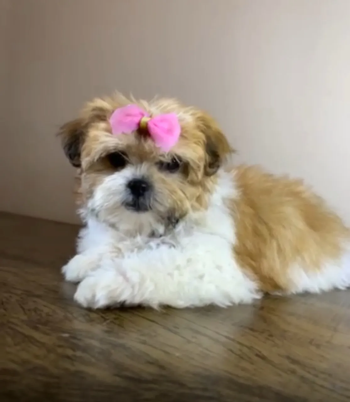 Lindas Filhotes fêmea da Raça Shitzu disponíveis para entrega imediata.