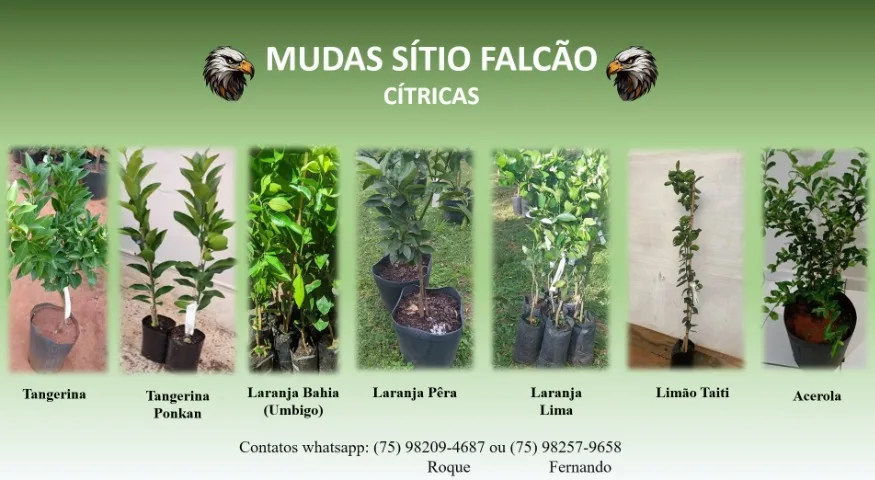 Mudas de Planta