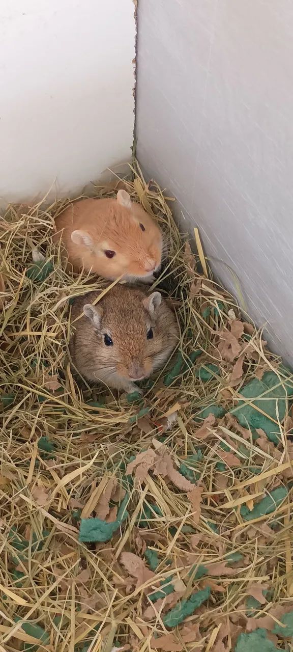 Gerbil do amor 64319183549698122