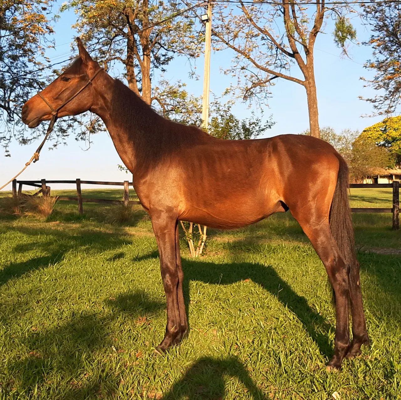 Potro Mangalarga Marchador Registrado  - Foto 3