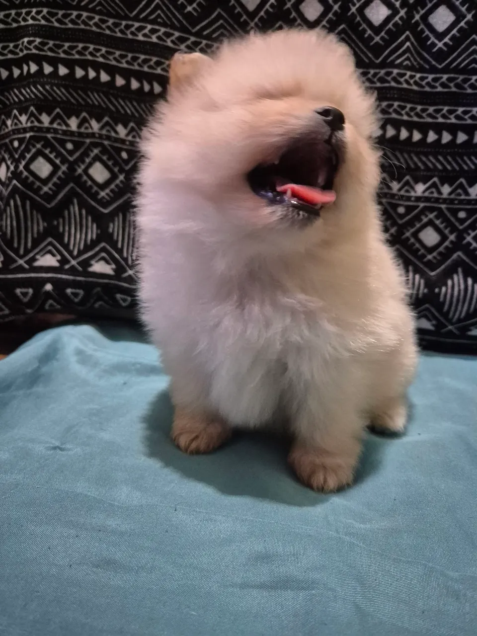 Filhote Spitz Alemão Fofo , lulu da Pomerânia