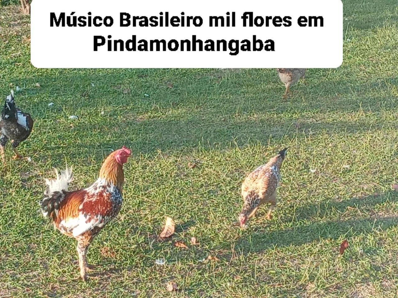 Galinhas caipiras