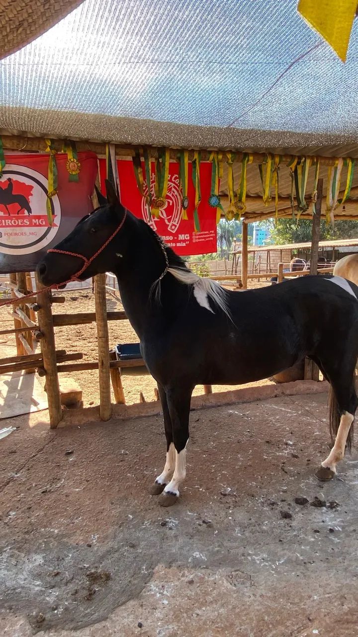 Mangalarga marchador (pampa de preto) - Foto 5