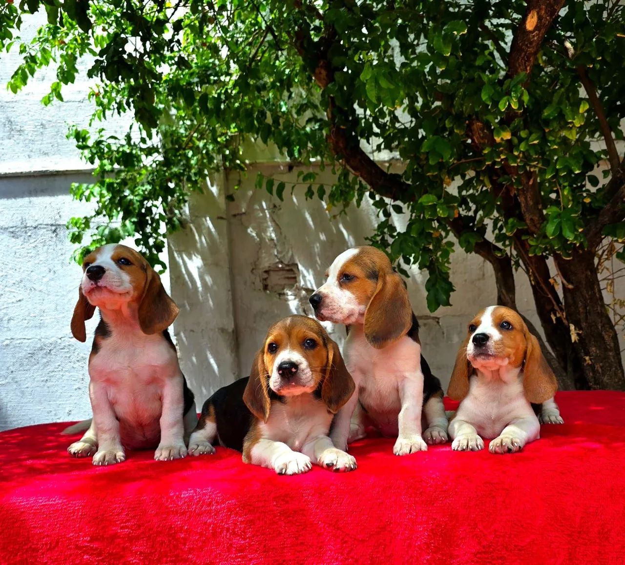 Filhotes de Beagle 13 POLEGADAS, OS MENORES QUE EXITEM - Foto 2