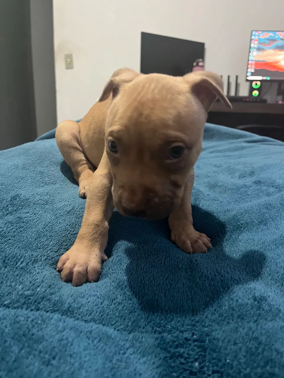 Filhotes de Pitbull disponível!! - Foto 3