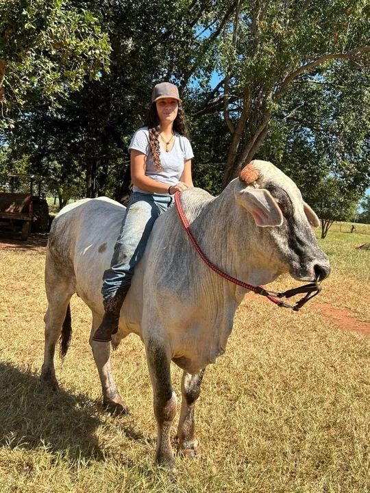 boi de cavalgada e criança andar  - Foto 3