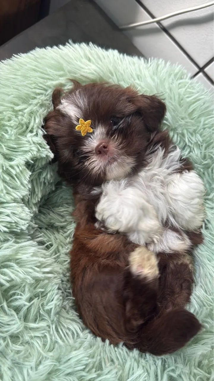 Shihtzu macho PROMO lindos  cbkc