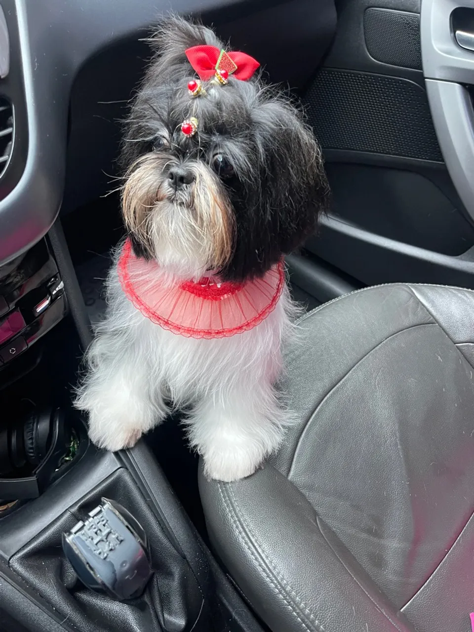 Shih Tzu Fêmea- 1 ano