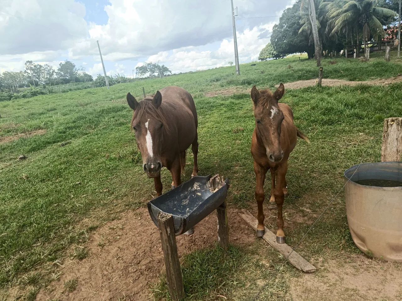 Dois cavalos para venda, Égua acompanhada  - Foto 2