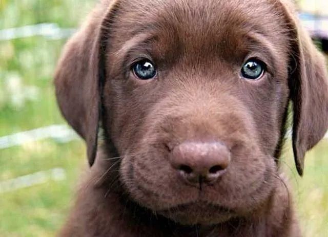 Filhote Labrador Chocolate e caramelo como doce 