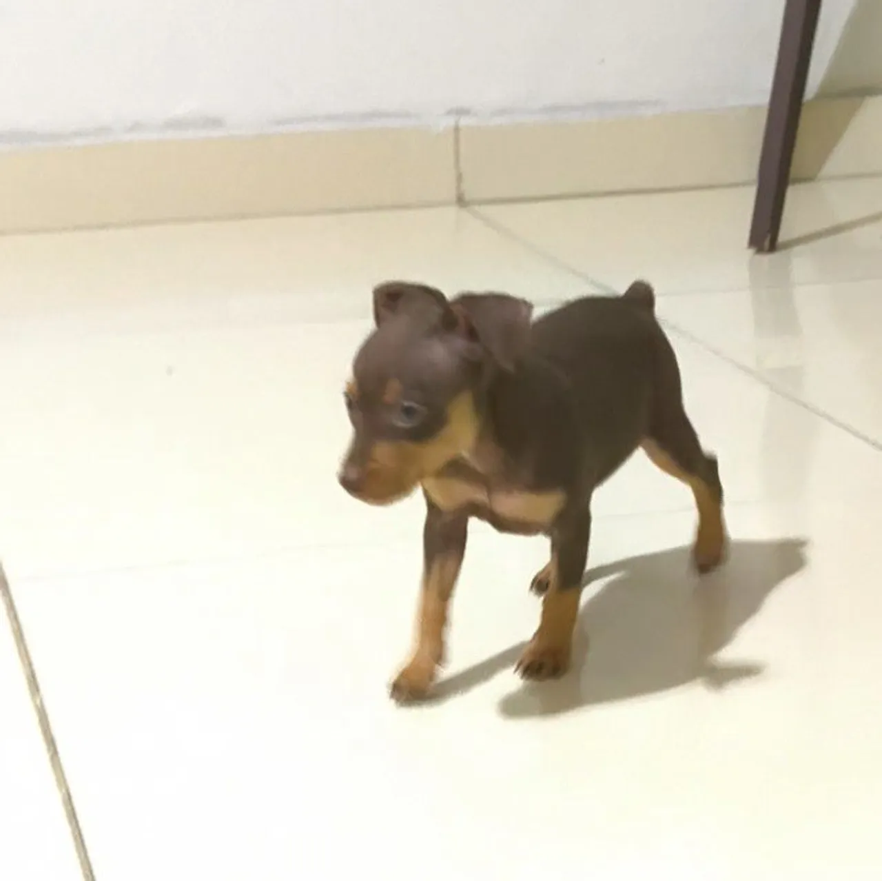 Filhote de Pinscher N1