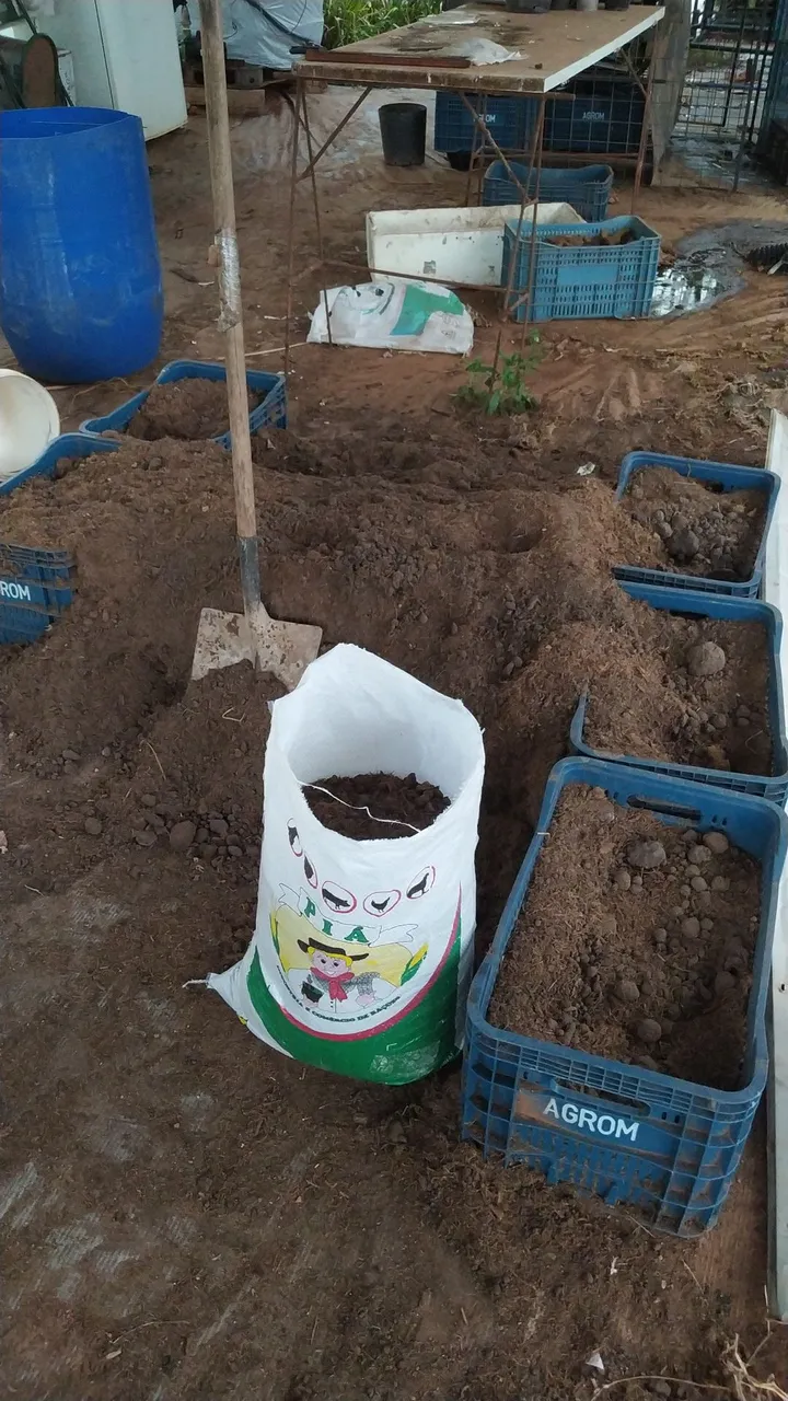 Terra adubada para plantio e plantas. Bancadas