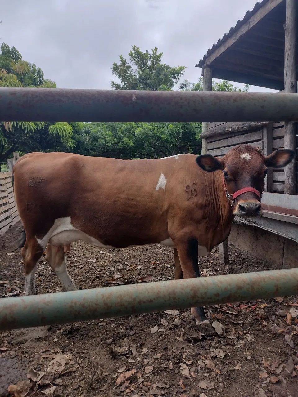 Vacas Jersey  - Foto 5