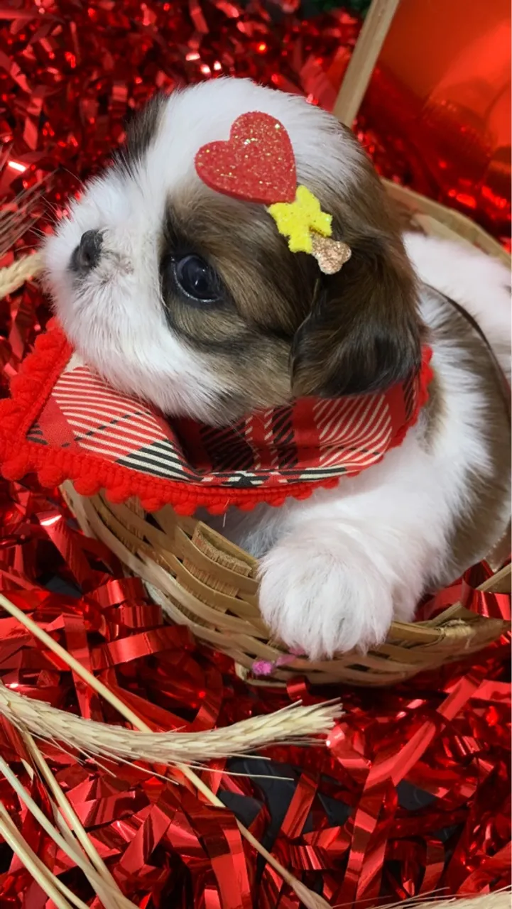 Filhote Shih Tzu Charmoso e Feliz