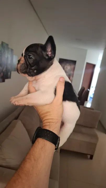 Vendo filhote buldogue francês  - Foto 4