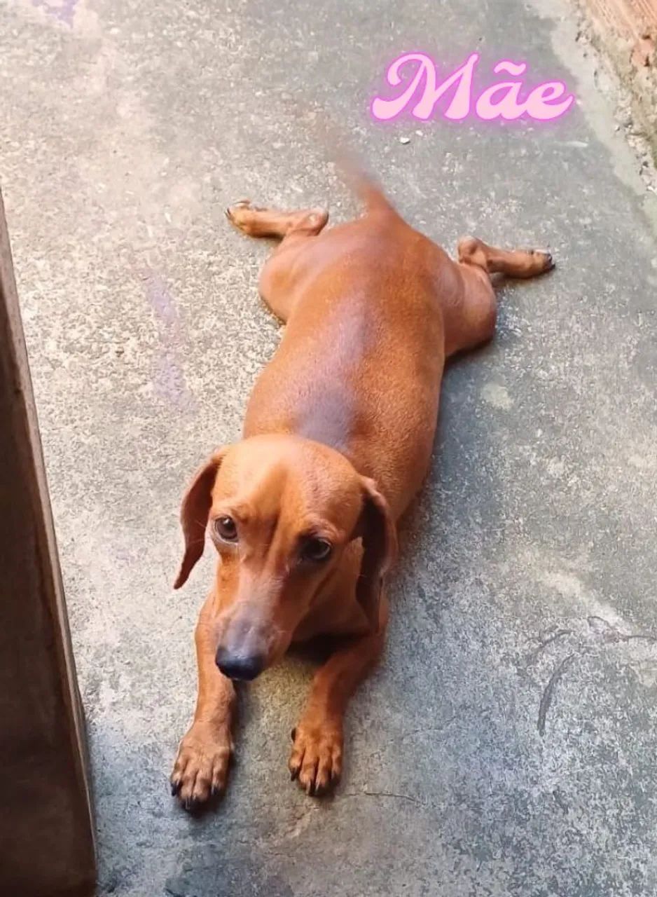 Vendo Filhote de Teckel/famoso salsichinha!  - Foto 2