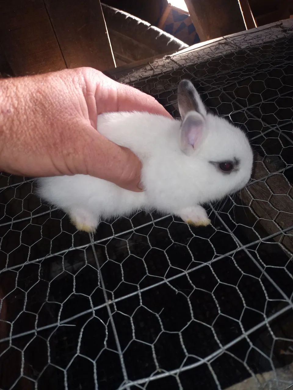 Filhotes de mini coelhos nertland  - Foto 4