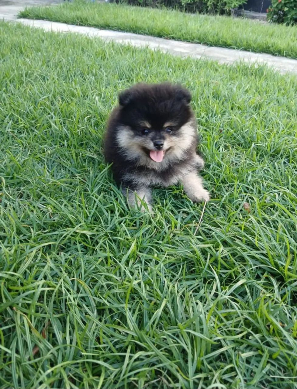 Spitz Alemão 