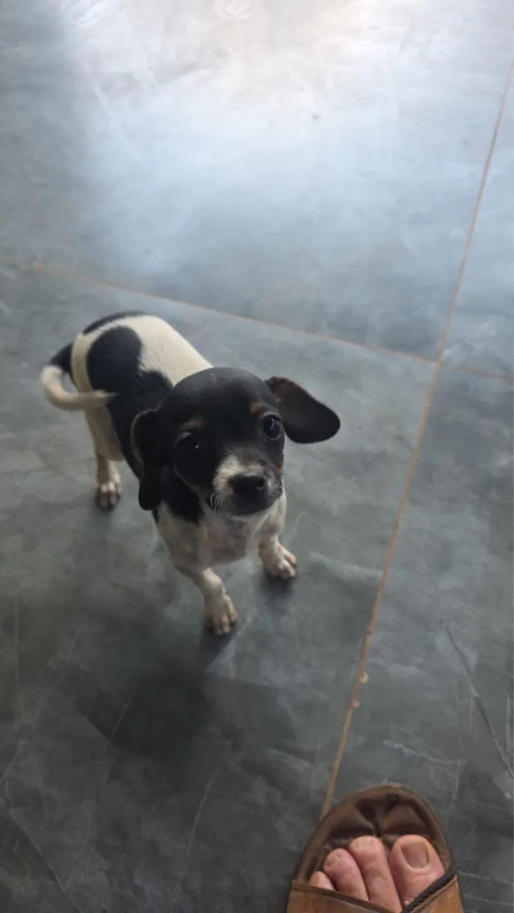 Pinscher  1  - Foto 2