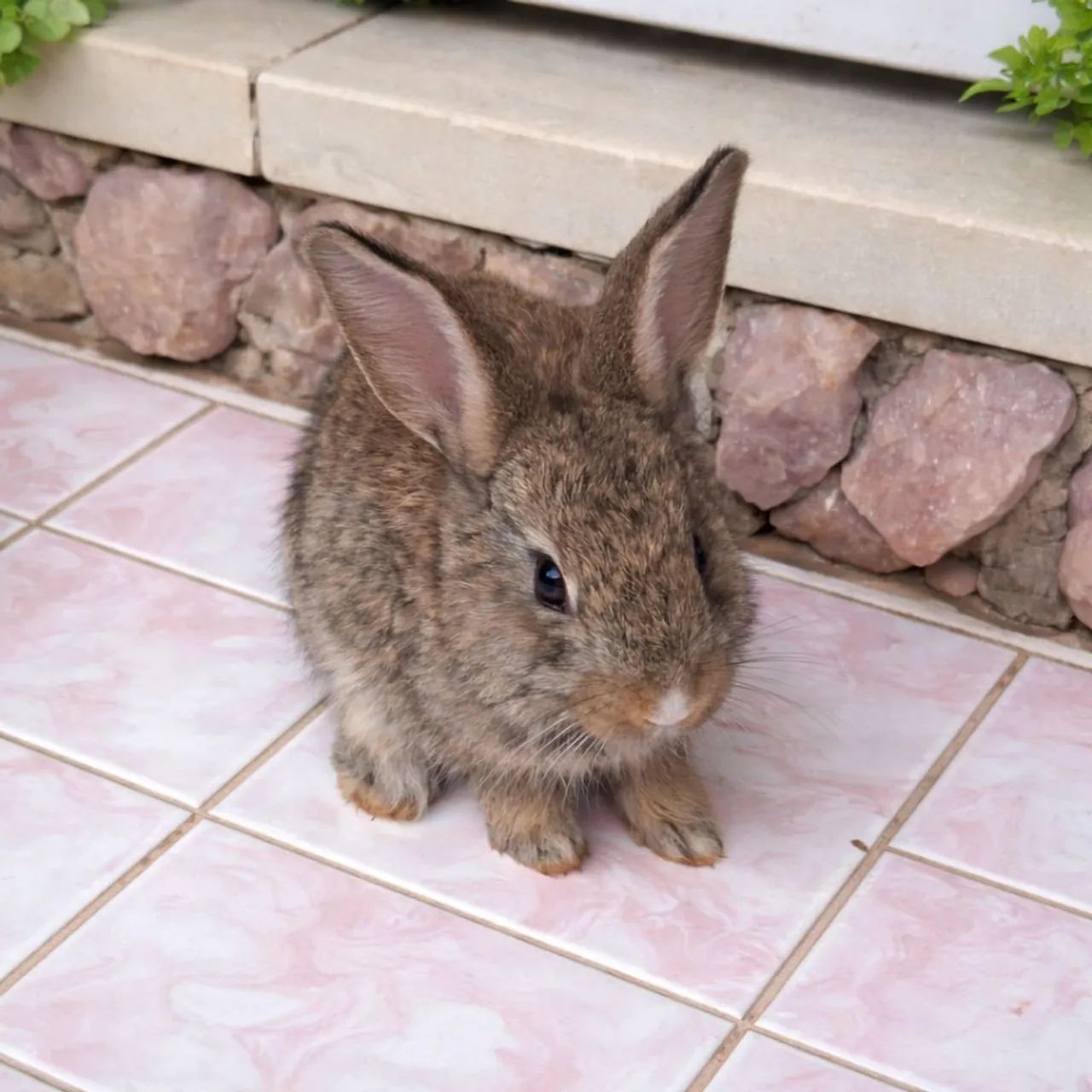 Coelha Fêmea filhote a pronta entrega 