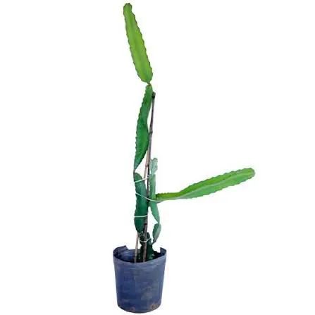 Pitaya  - Foto 4