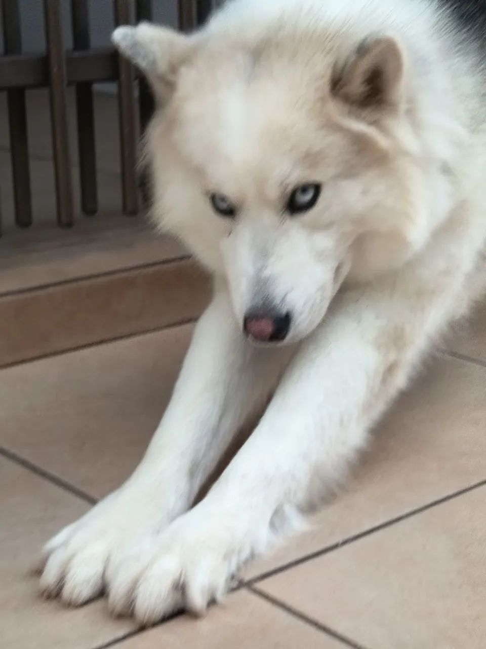 Cachorro Husky  - Foto 3