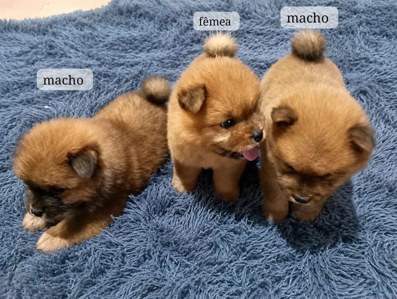 Filhotes de Chow Chow 