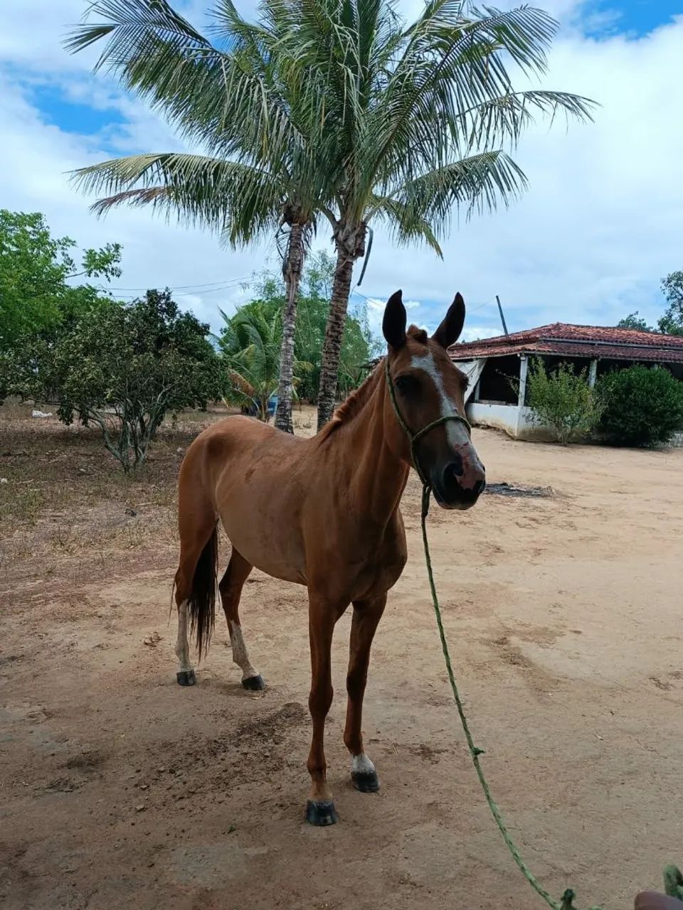 Potra Mangalarga Marchador sem RG  - Foto 5