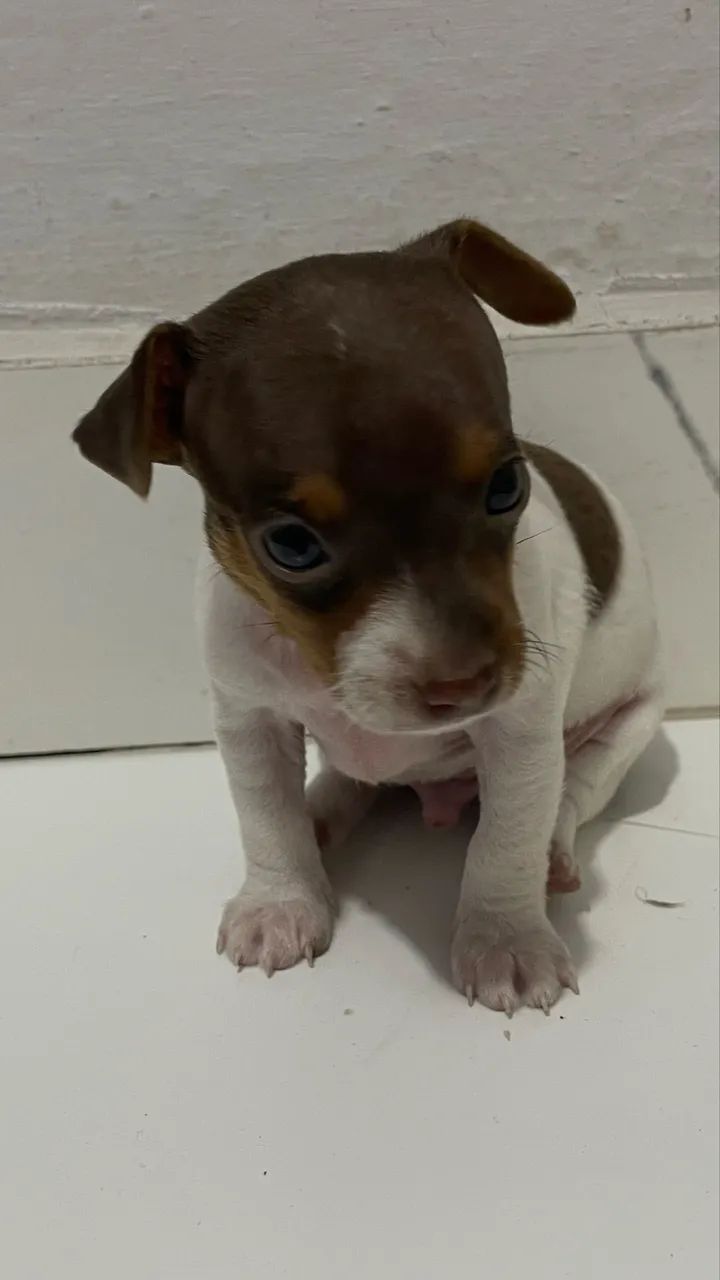 Filhote Pinscher macho - Foto 4