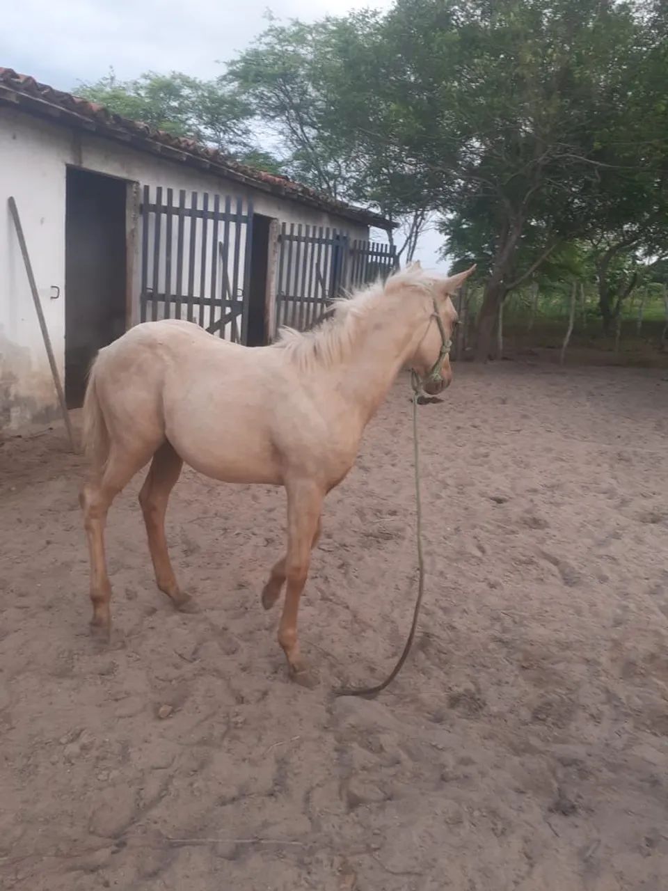Potra Pura - Para tirar Papel  - Foto 3