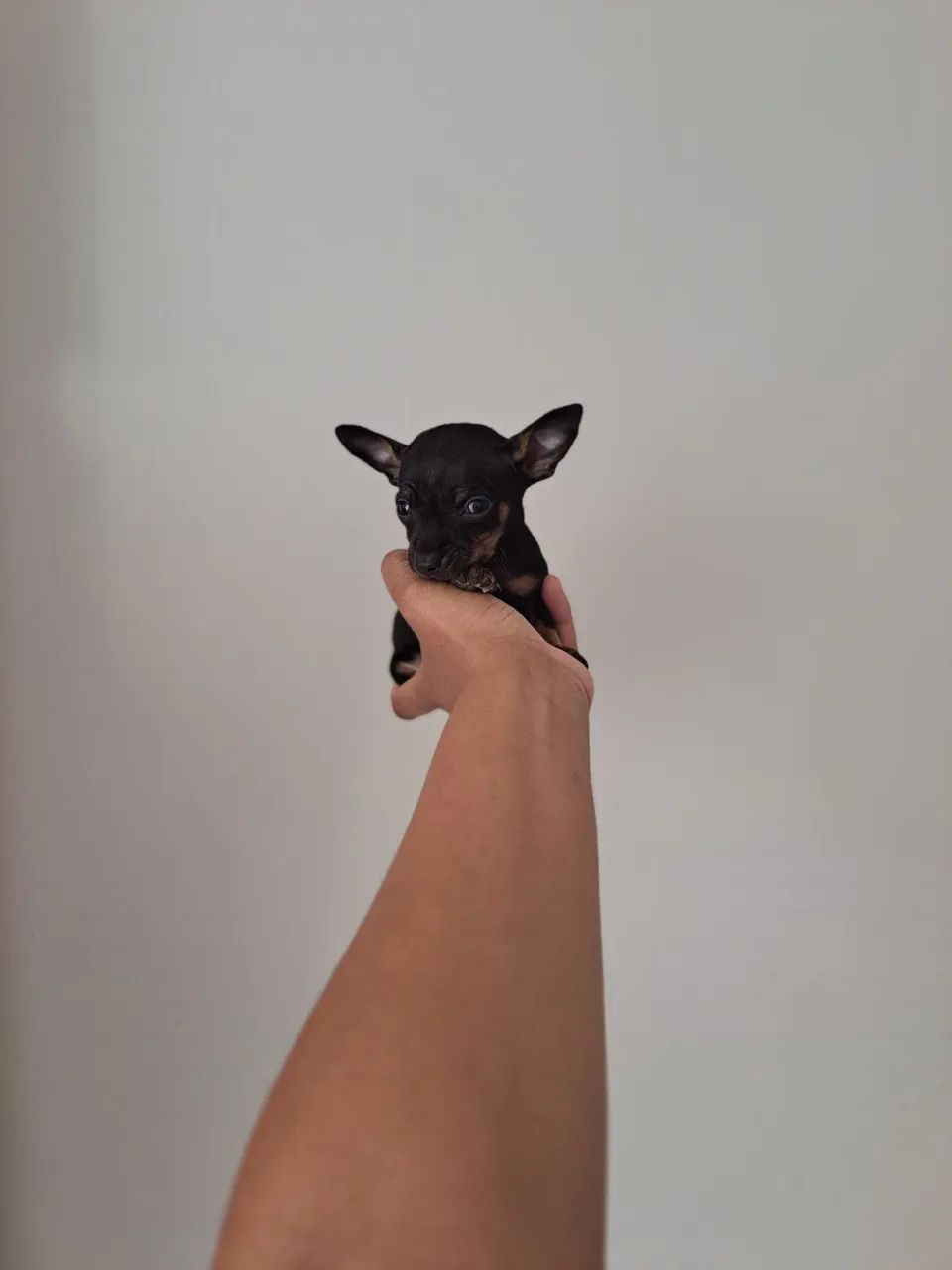Zerinhos para encantar seu dia  - Foto 3