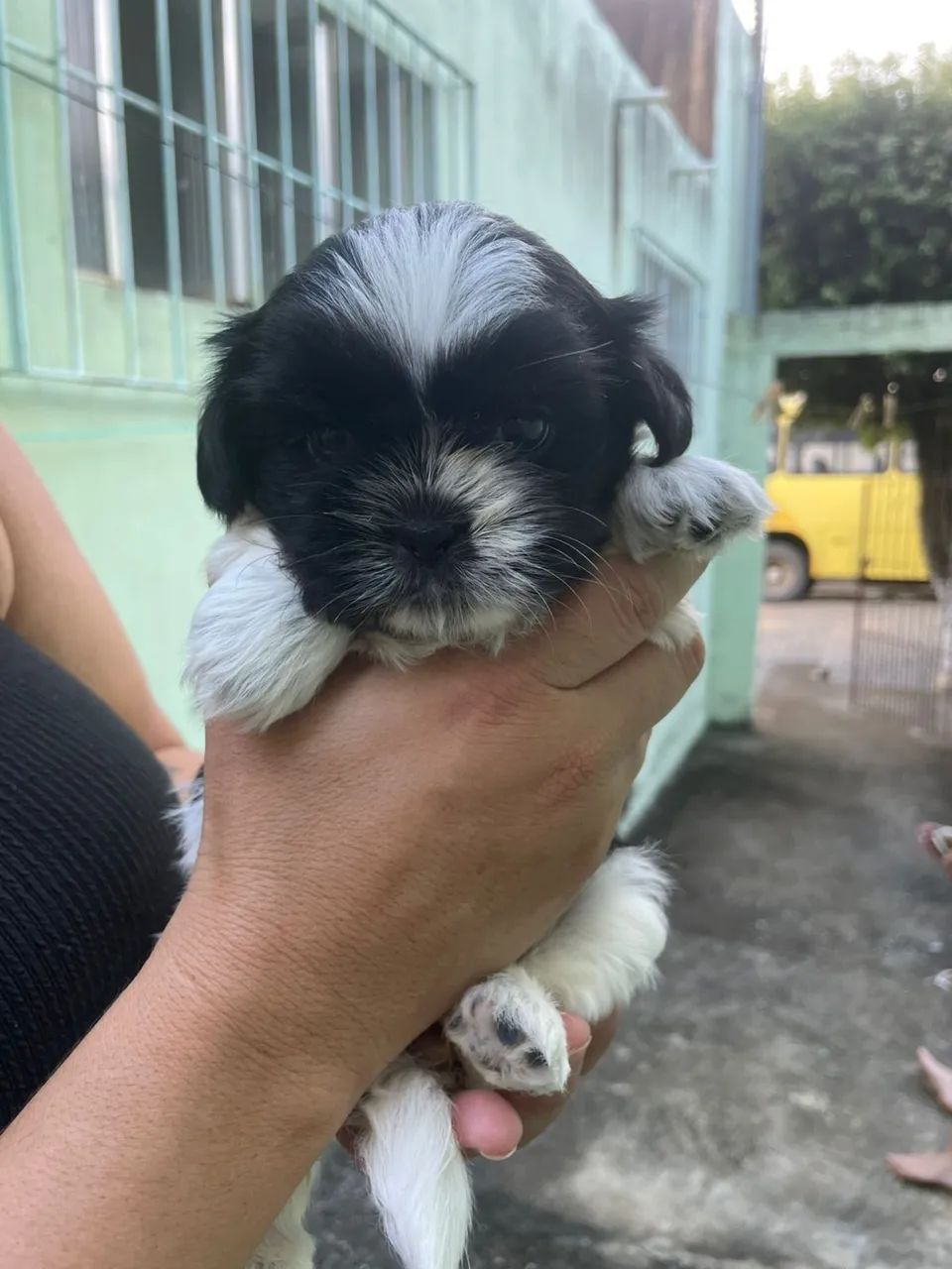Shih Tzu - Foto 2