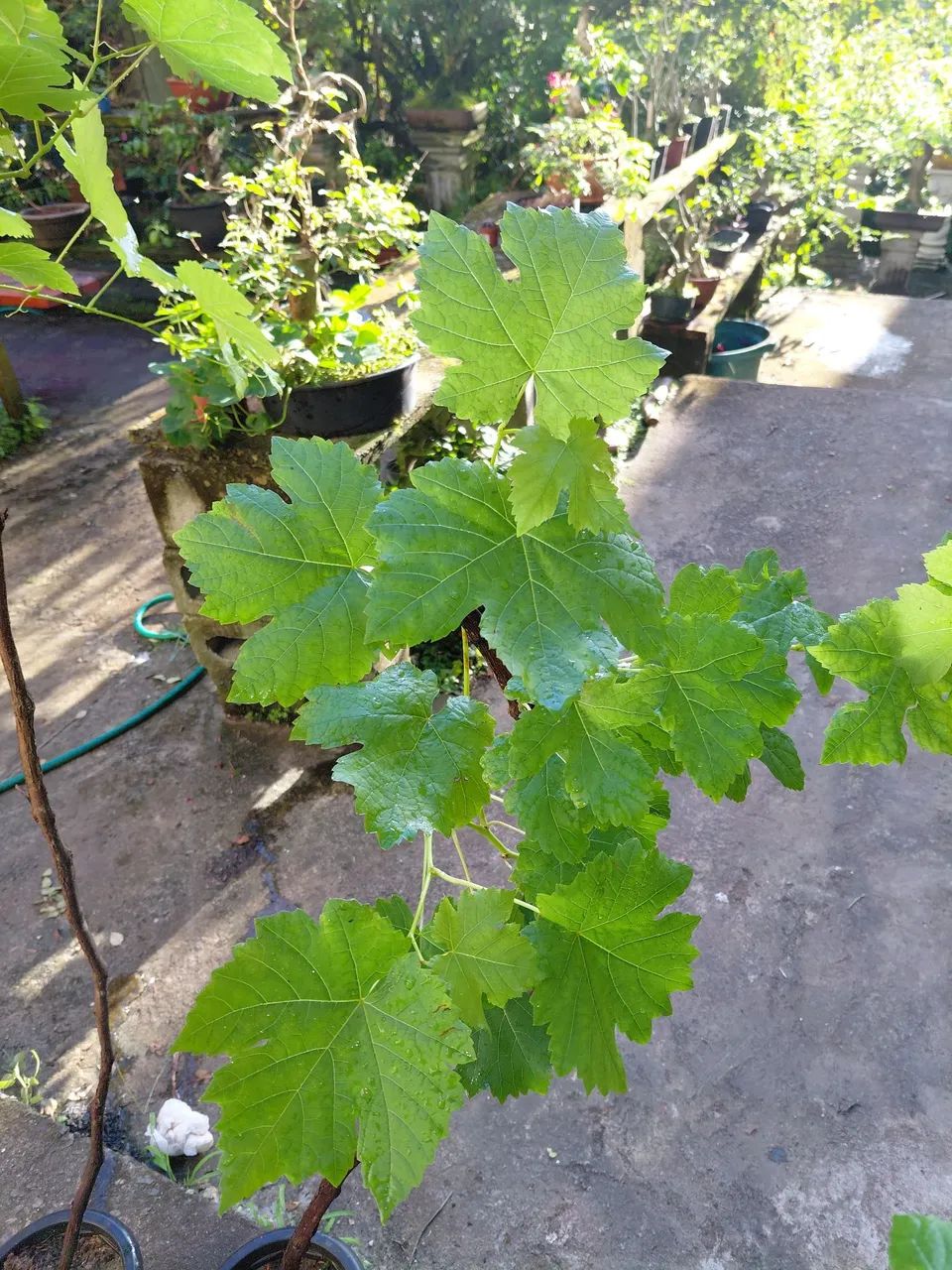 Mudas de Uva - Foto 3